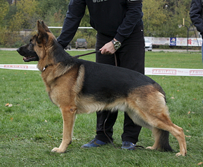 click for enlarge 487 X 400 208.5 Kb picture