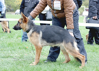 click for enlarge 560 X 400 271.6 Kb picture