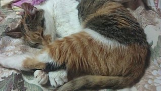 click for enlarge 1280 X 721 166.4 Kb picture