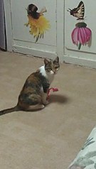 click for enlarge 577 X 1024  66.0 Kb picture
