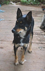 click for enlarge 645 X 1029 206.7 Kb picture