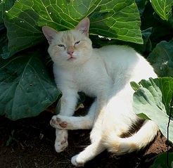 click for enlarge 489 X 476 78.3 Kb picture