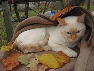 click for enlarge 700 X 524 46.1 Kb picture