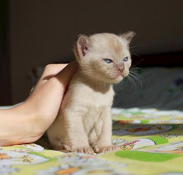 click for enlarge 641 X 614 54.7 Kb picture