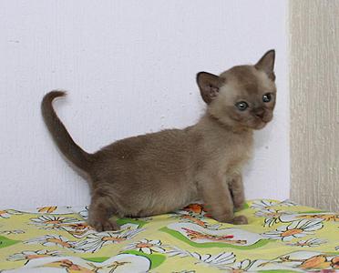click for enlarge 886 X 714 84.1 Kb picture