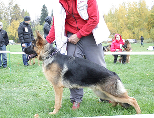 click for enlarge 520 X 400 233.8 Kb picture