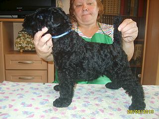 click for enlarge 960 X 720  98.0 Kb picture