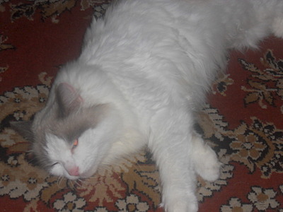 click for enlarge 1920 X 1440 416.0 Kb picture