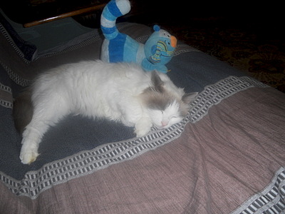 click for enlarge 1920 X 1440 640.1 Kb picture