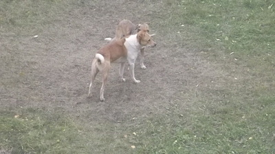 click for enlarge 1920 X 1080 617.4 Kb picture