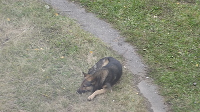 click for enlarge 1920 X 1080 642.9 Kb picture