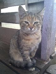 click for enlarge 768 X 1024  94.4 Kb picture