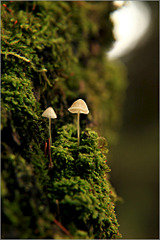 click for enlarge 667 X 1000 196.7 Kb picture