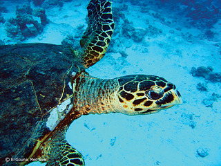click for enlarge 1024 X 768 214.2 Kb picture