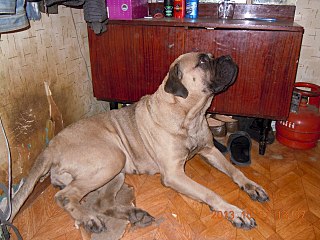 click for enlarge 1280 X 960 266.7 Kb picture