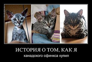 click for enlarge 800 X 541 60.3 Kb picture