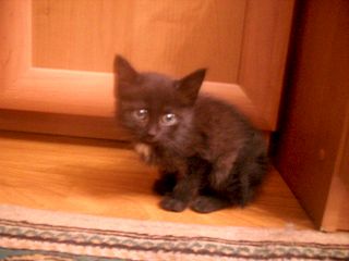 click for enlarge 1280 X 960 158.2 Kb picture