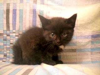 click for enlarge 1280 X 960 155.7 Kb picture