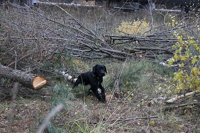 click for enlarge 604 X 403  96.6 Kb picture