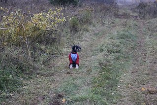 click for enlarge 604 X 403  86.1 Kb picture