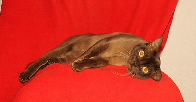 click for enlarge 1545 X 806 142.4 Kb picture