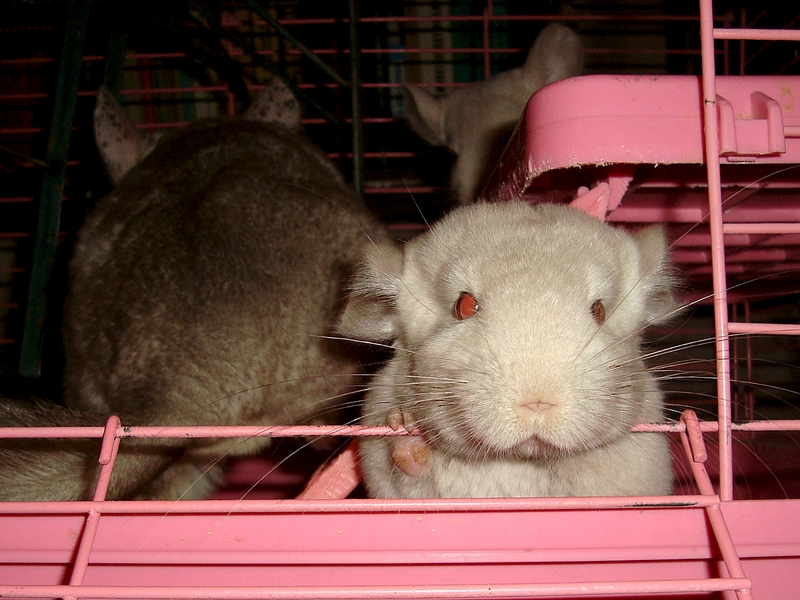 click for enlarge 1320 X 990 934.8 Kb picture