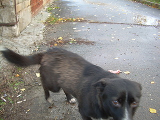 click for enlarge 1920 X 1440 648.7 Kb picture