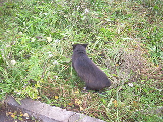 click for enlarge 1920 X 1440 541.2 Kb picture