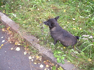 click for enlarge 1920 X 1440 541.0 Kb picture