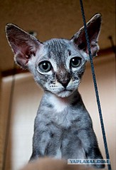 click for enlarge 409 X 602 57.3 Kb picture