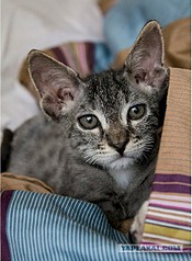 click for enlarge 441 X 602 69.3 Kb picture
