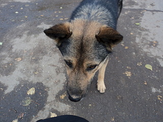 click for enlarge 1920 X 1440 590.4 Kb picture