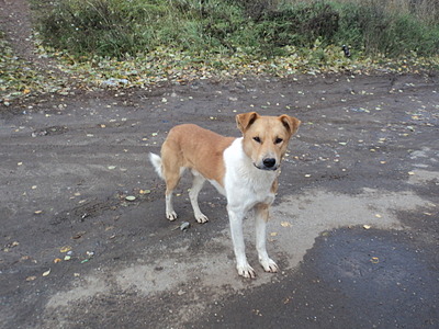 click for enlarge 1920 X 1440 724.7 Kb picture