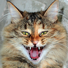 click for enlarge 591 X 591 427.2 Kb picture