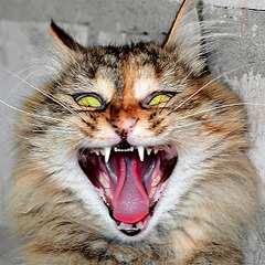click for enlarge 591 X 591 406.1 Kb picture