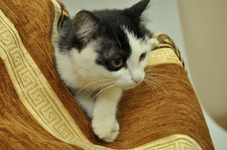 click for enlarge 490 X 325 131.1 Kb picture