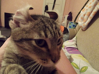 click for enlarge 1920 X 1440 179.0 Kb picture