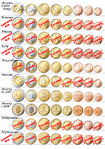 click for enlarge 1190 X 1684 764.9 Kb picture