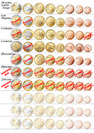 click for enlarge 1190 X 1684 637.2 Kb picture