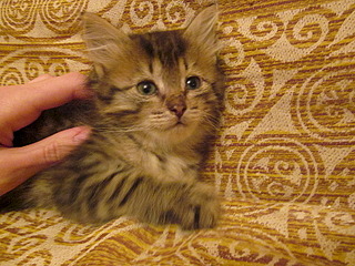 click for enlarge 800 X 600 189.7 Kb picture