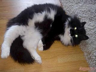 click for enlarge 560 X 420 30.5 Kb picture