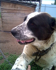 click for enlarge 1024 X 1280 133.3 Kb picture