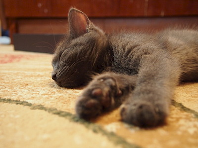 click for enlarge 1920 X 1440 413.3 Kb picture