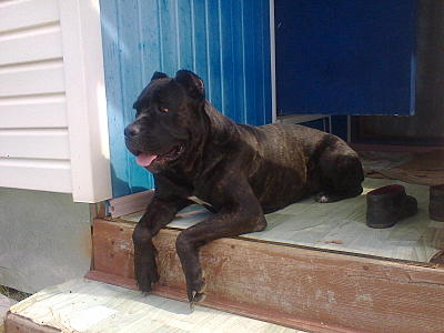 click for enlarge 1600 X 1200 244.7 Kb picture