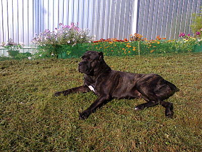 click for enlarge 1600 X 1200 586.6 Kb picture