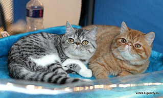 click for enlarge 750 X 452 111.9 Kb picture