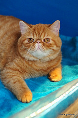 click for enlarge 489 X 740 102.8 Kb picture