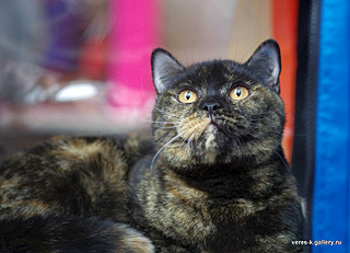 click for enlarge 750 X 542 113.8 Kb picture
