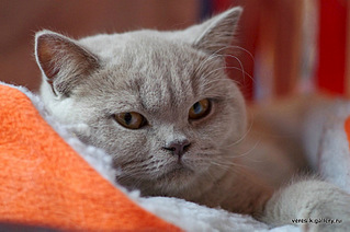 click for enlarge 750 X 497 99.2 Kb picture