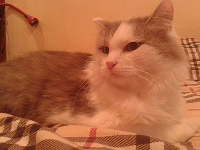 click for enlarge 1920 X 1440 308.9 Kb picture